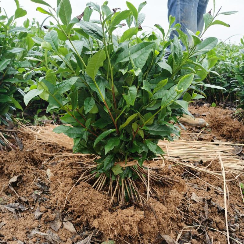 茶叶苗品种齐全绿茶奶白茶黄金茶安吉白茶