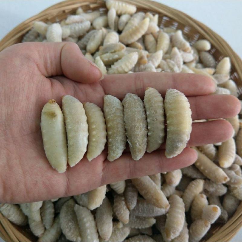 新鲜食用蜂蛹鲜活冷冻3级蜂蛹精选小蜂蛹树蜂马蜂树胡蜂蛹1