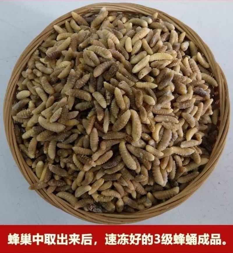 新鲜食用蜂蛹鲜活冷冻3级蜂蛹精选小蜂蛹树蜂马蜂树胡蜂蛹1