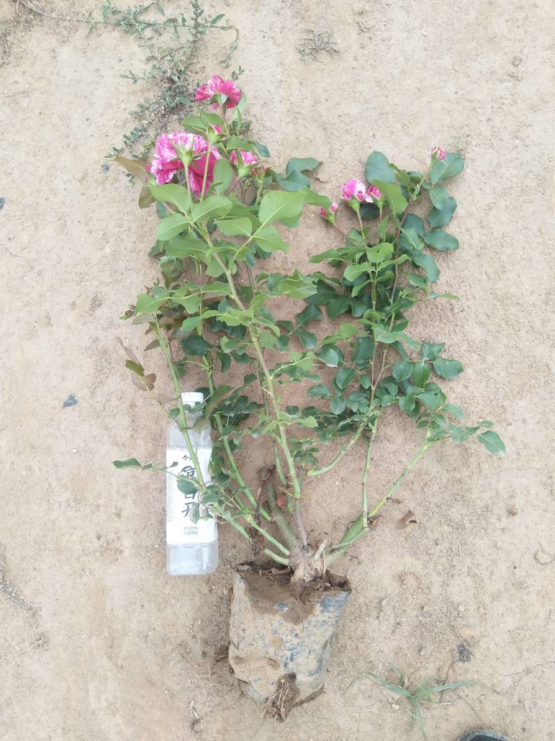 月季小苗，品种多，规格全，苗圃直供，绿化佳品