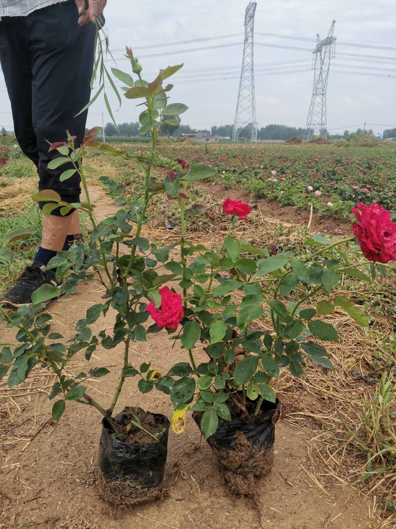 月季小苗，品种多，规格全，苗圃直供，绿化佳品