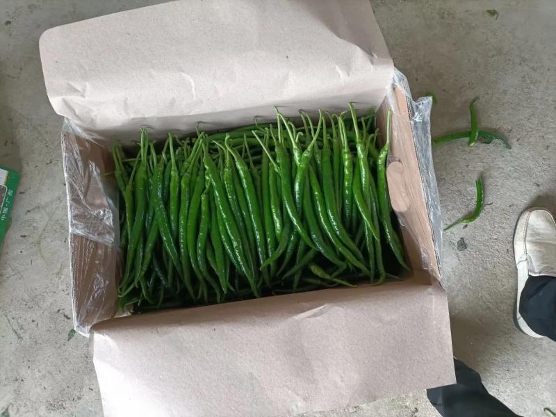 线椒二荆条产地鲜辣椒河南辣椒一手货源质量好