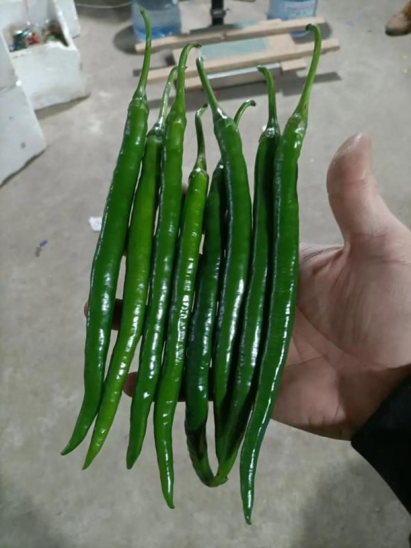 线椒二荆条产地鲜辣椒河南辣椒一手货源质量好