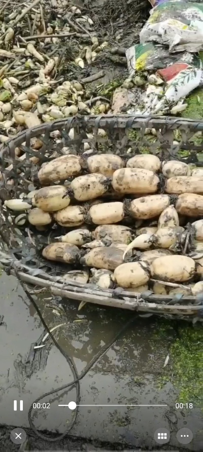 大量供应优质莲藕