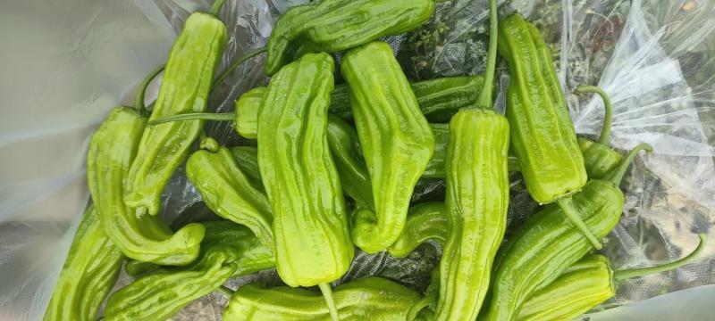 苏椒产地鲜辣椒河南辣椒基地直供量大从优欢迎来电