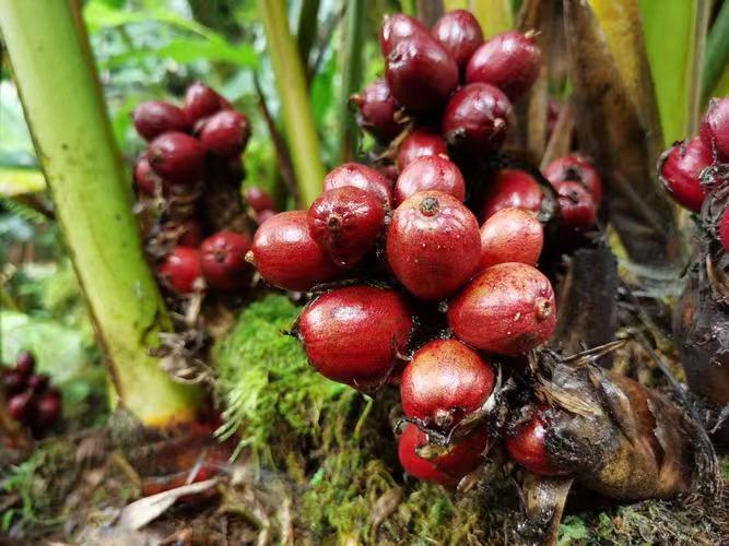 展示一颗完整的红丝红布林果实,果皮表面呈现明显的红色丝状条纹,背景为自然果园环境 红丝红布林特写