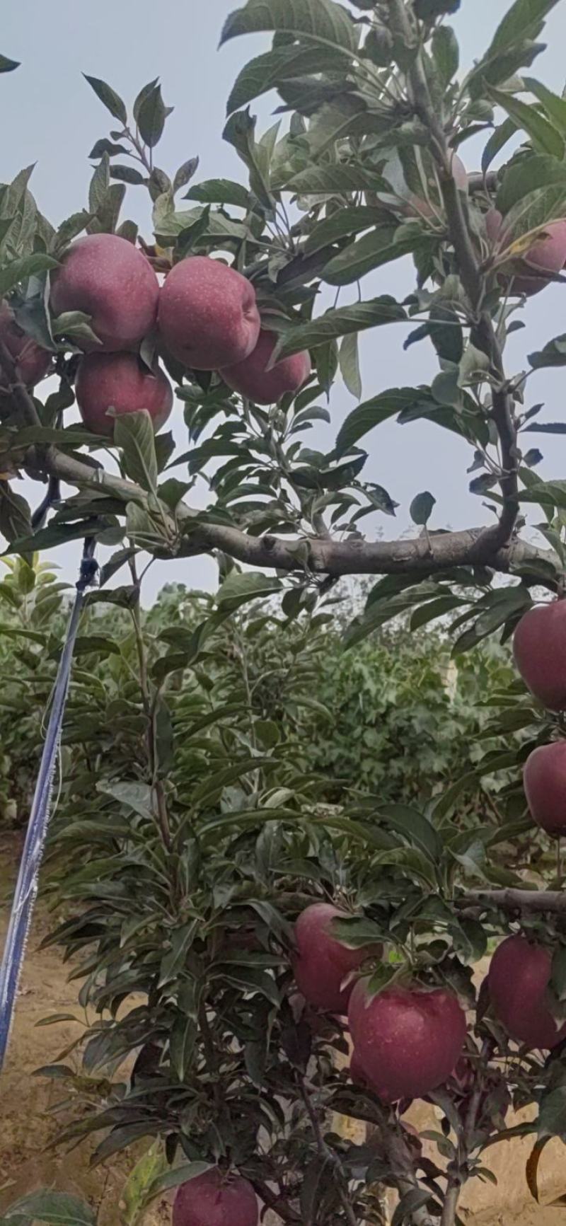 甘肃花牛苹果代收代发产地大量上市