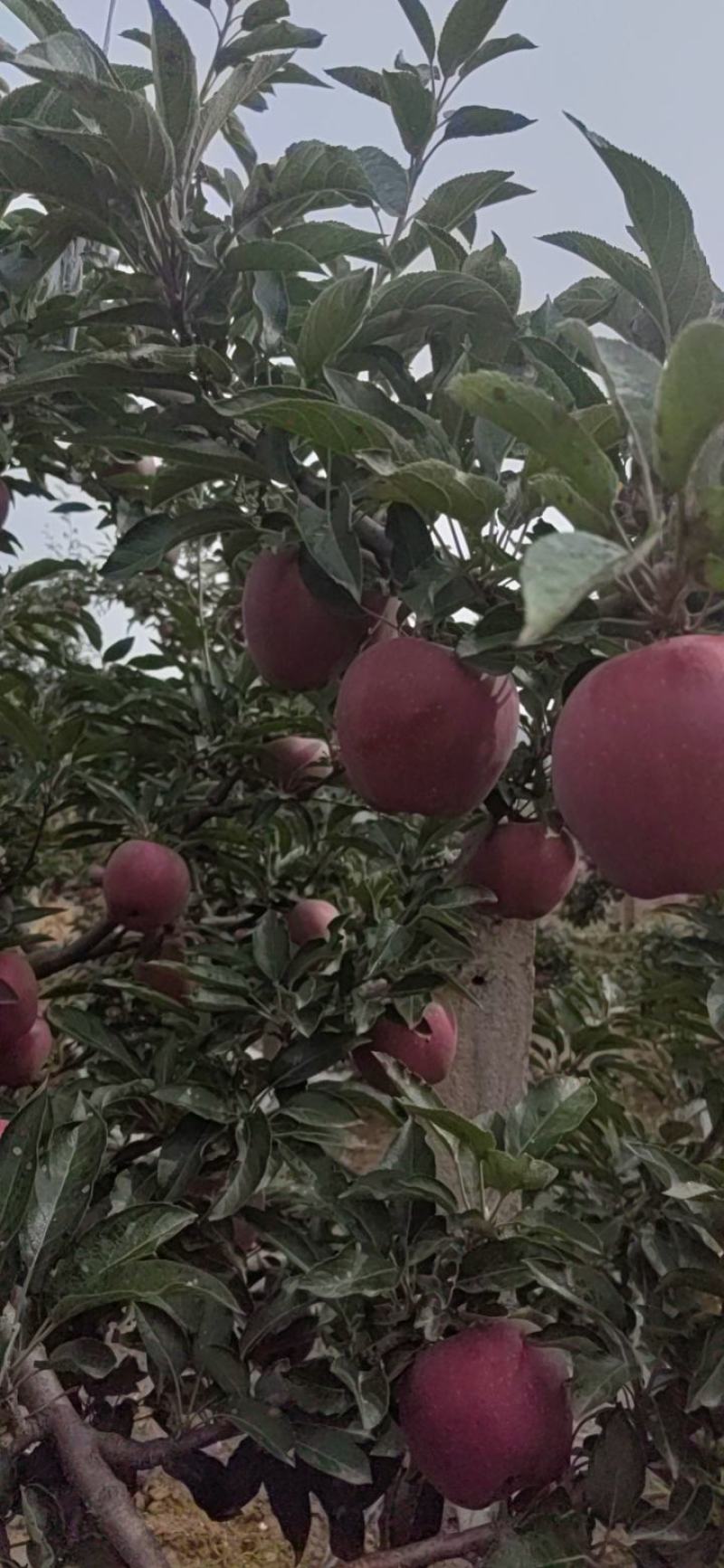 甘肃花牛苹果代收代发产地大量上市