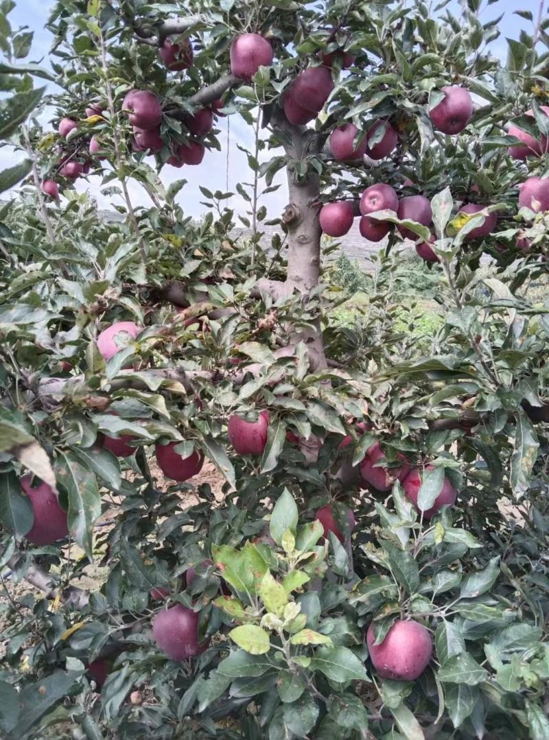 甘肃花牛苹果代收代发产地大量上市