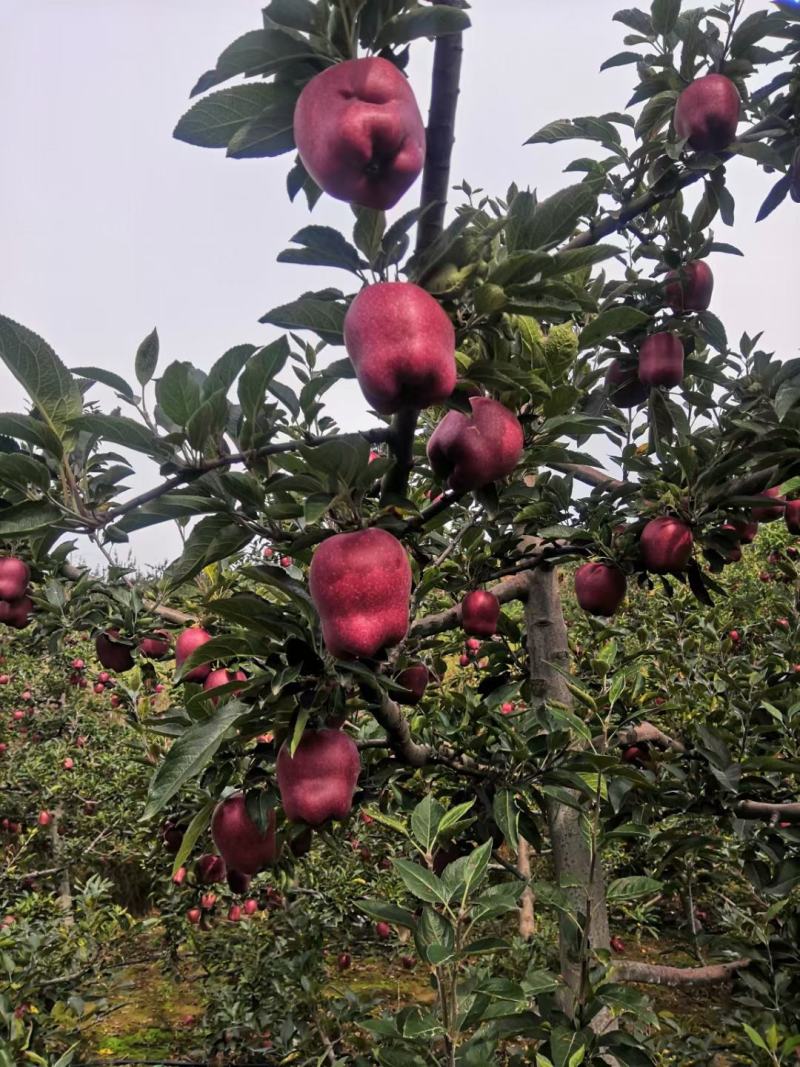 甘肃花牛苹果代收代发产地大量上市