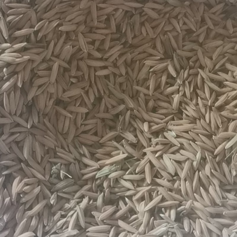稻谷