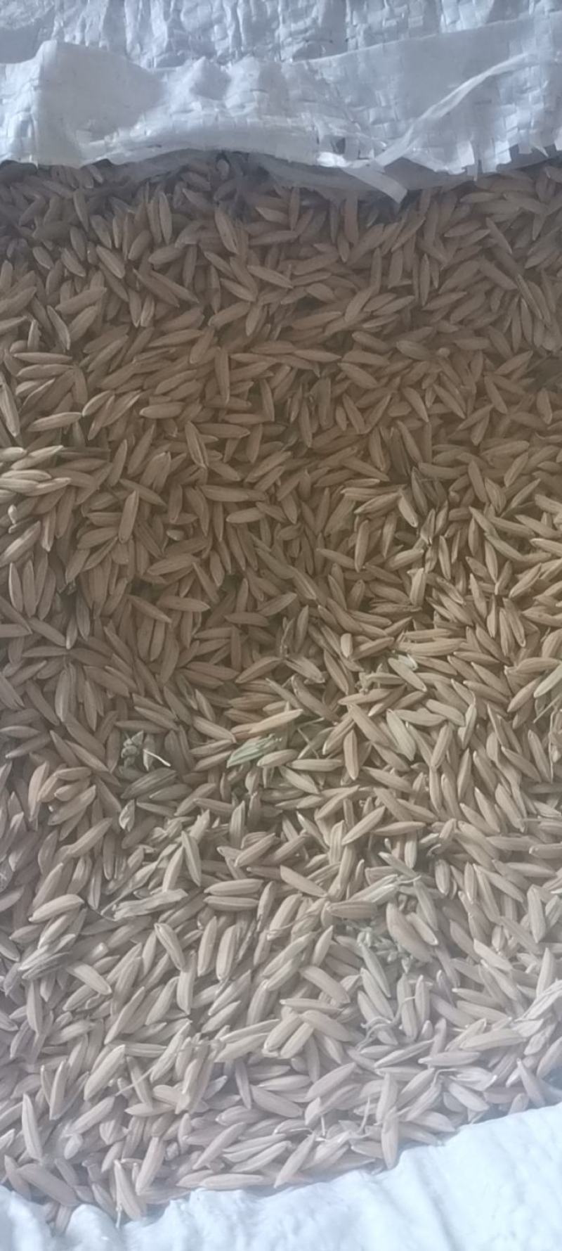 稻谷