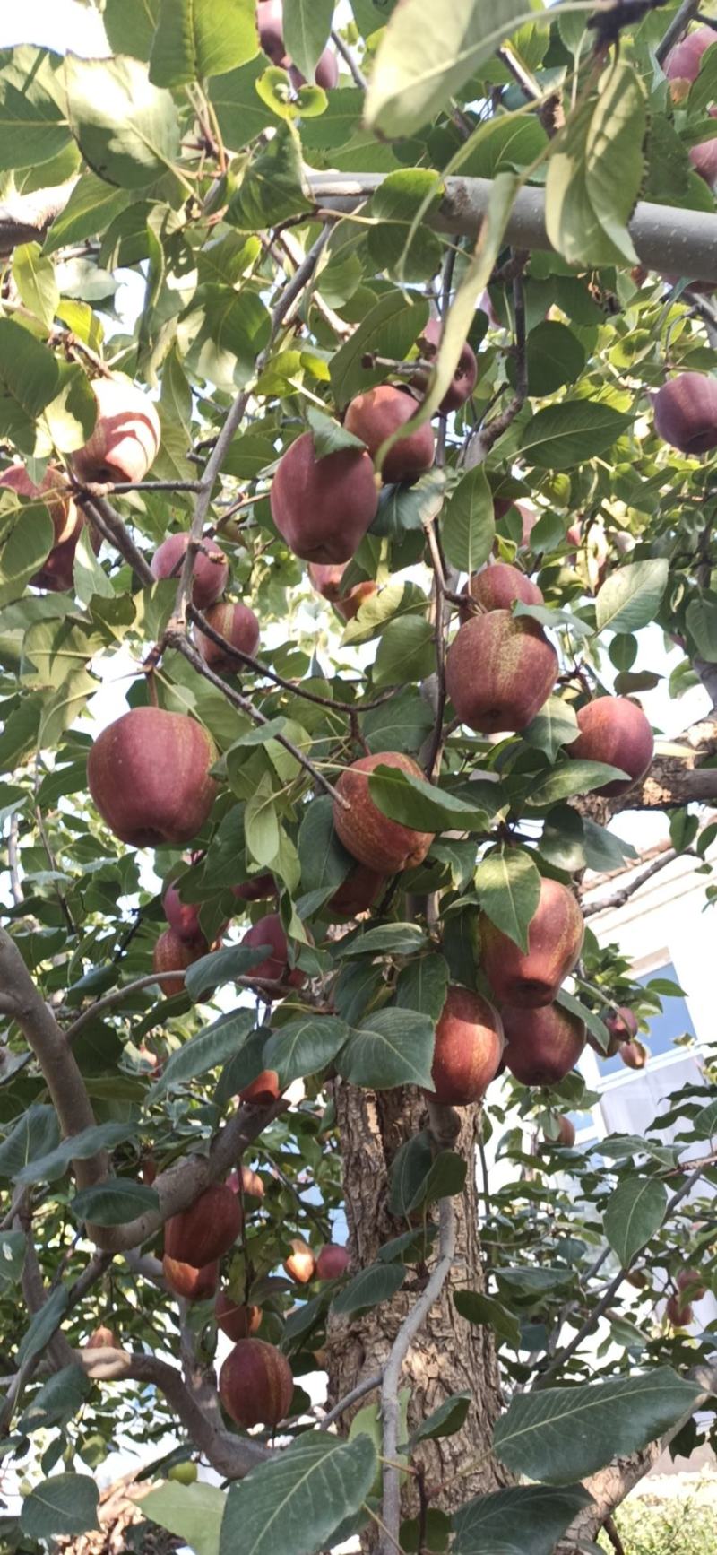 红皮早酥梨