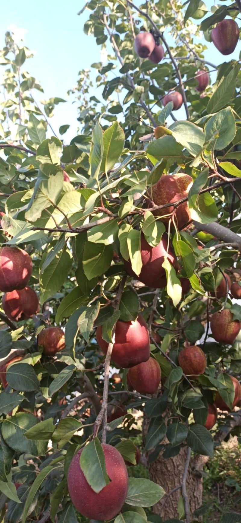 红皮早酥梨