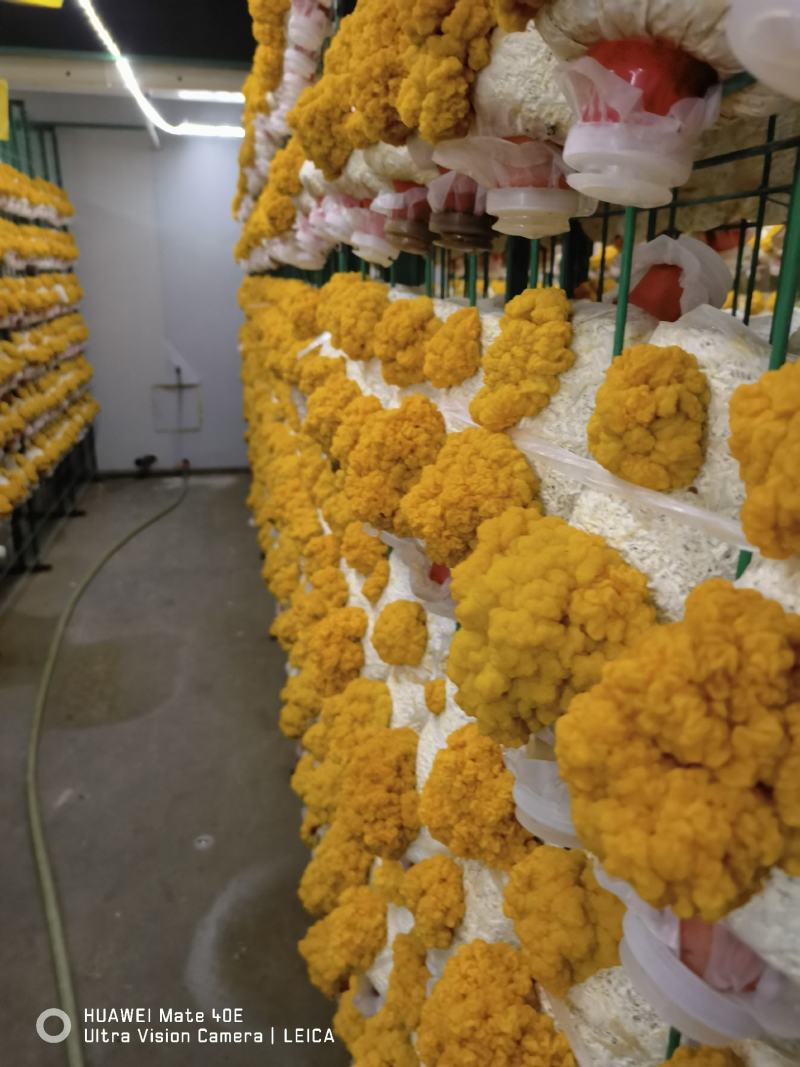 金耳出菇菌包活体，平价直供批发，专车送货上门