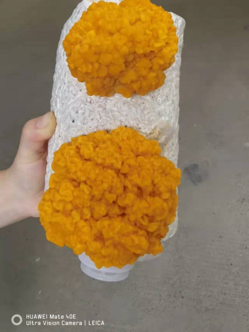 金耳出菇菌包活体，平价直供批发，专车送货上门