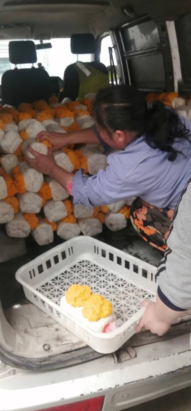 金耳出菇菌包活体，平价直供批发，专车送货上门