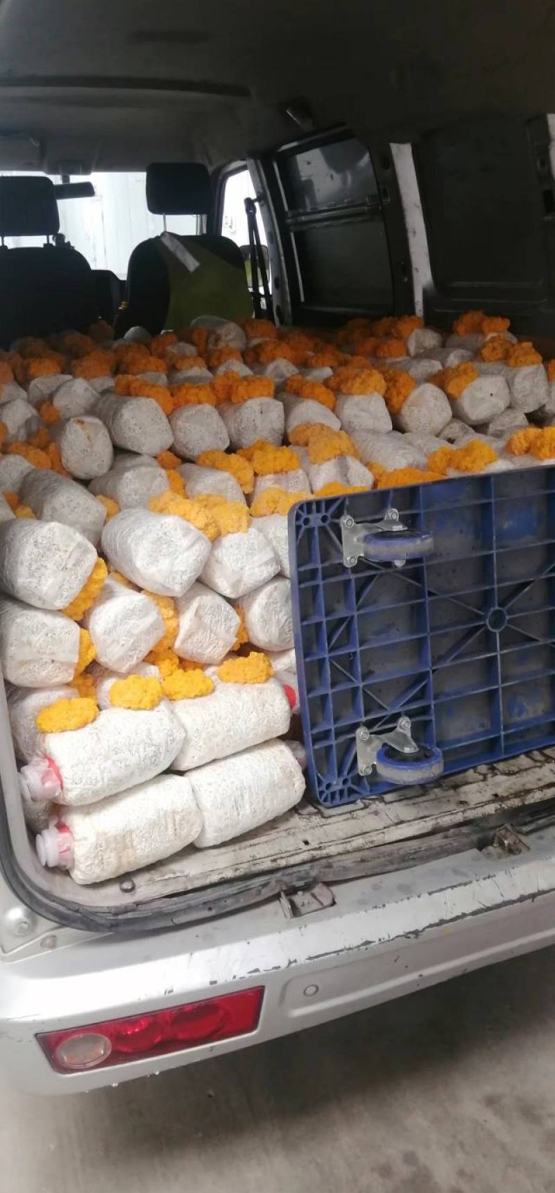 金耳出菇菌包活体，平价直供批发，专车送货上门