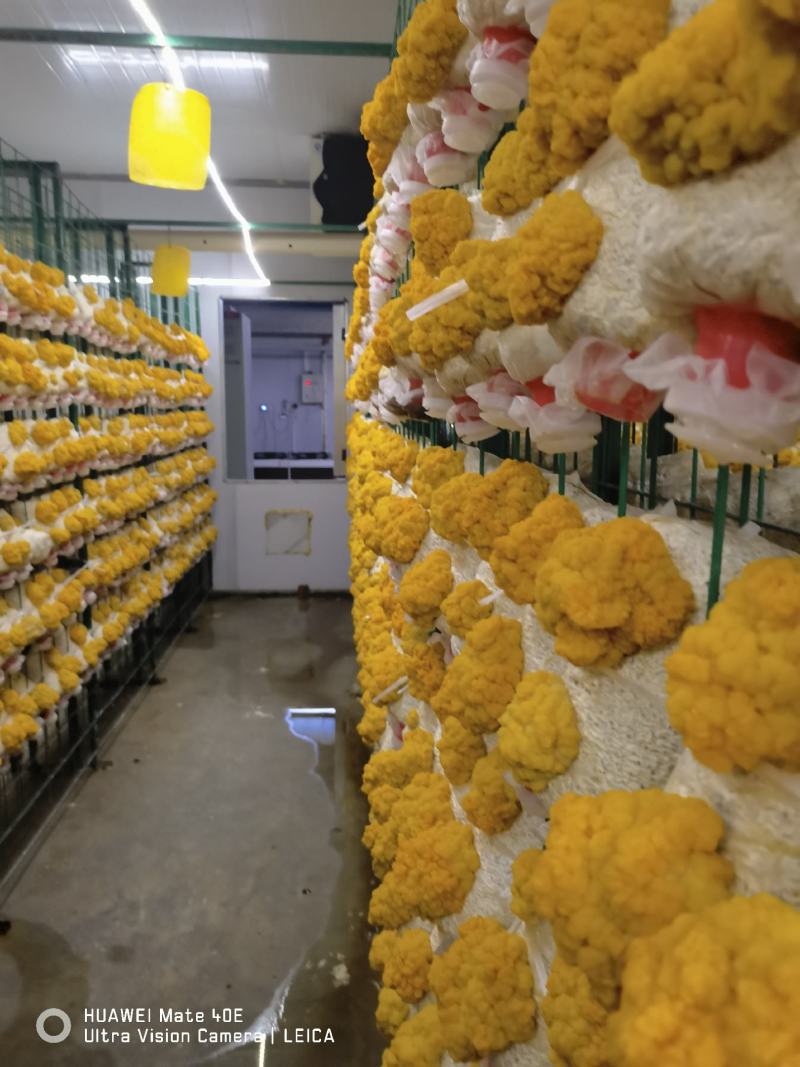金耳出菇菌包活体，平价直供批发，专车送货上门