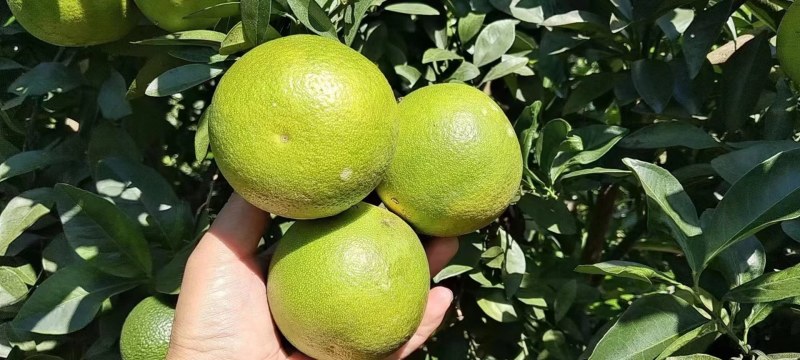 绿橙，糖度够，表皮光亮，个头大，有需要的联系我