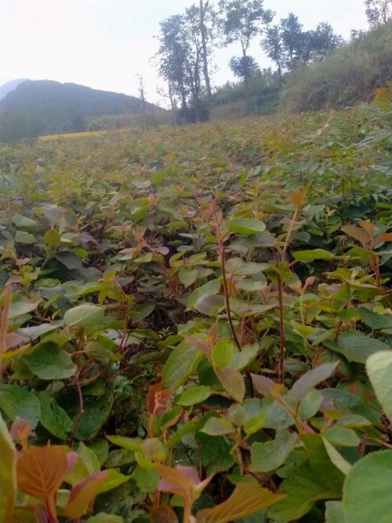 陕南猕猴桃实生苗产地直发1-2年生根系发达，涨势优美