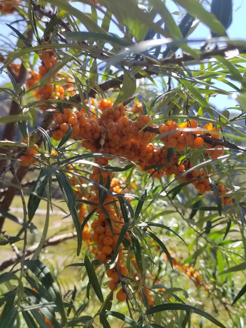 野生沙棘果