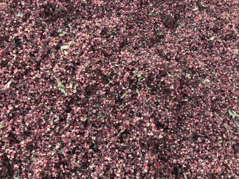 精品臭椒