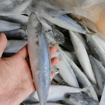 单冻巴浪鱼肉池鱼棍子鱼快餐店饭堂大众消费海鱼