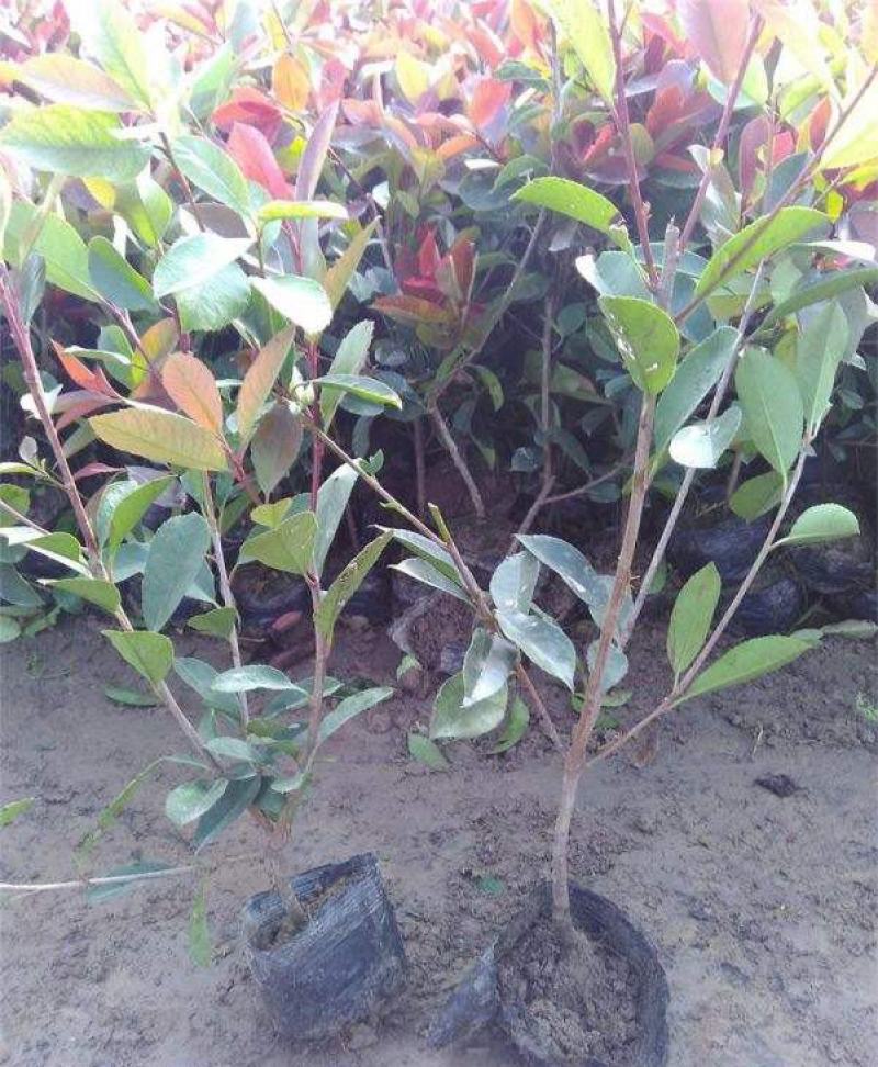 红叶石楠树四季常青庭院工程绿化苗木树苗花园红叶石楠篱笆苗