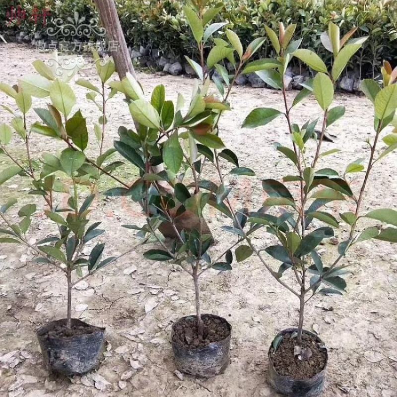 红叶石楠树四季常青庭院工程绿化苗木树苗花园红叶石楠篱笆苗
