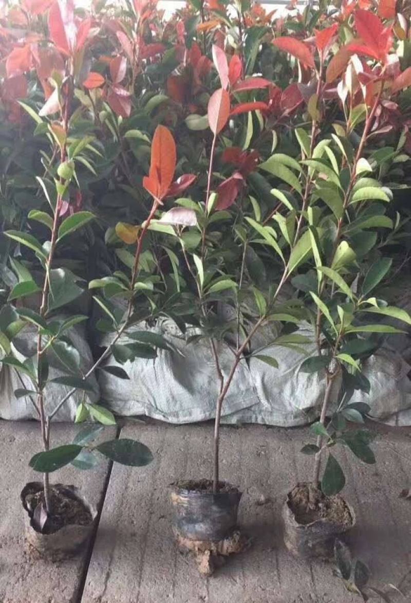 红叶石楠树四季常青庭院工程绿化苗木树苗花园红叶石楠篱笆苗