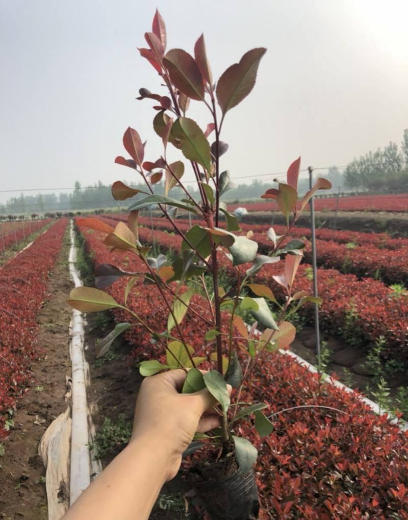 红叶石楠树四季常青庭院工程绿化苗木树苗花园红叶石楠篱笆苗