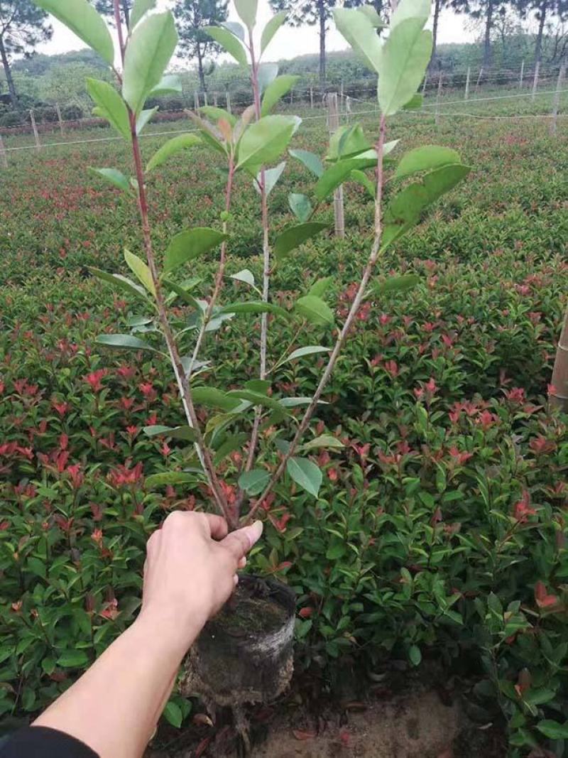 红叶石楠树四季常青庭院工程绿化苗木树苗花园红叶石楠篱笆苗