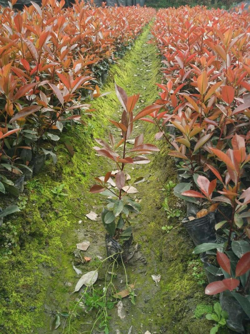 红叶石楠树四季常青庭院工程绿化苗木树苗花园红叶石楠篱笆苗