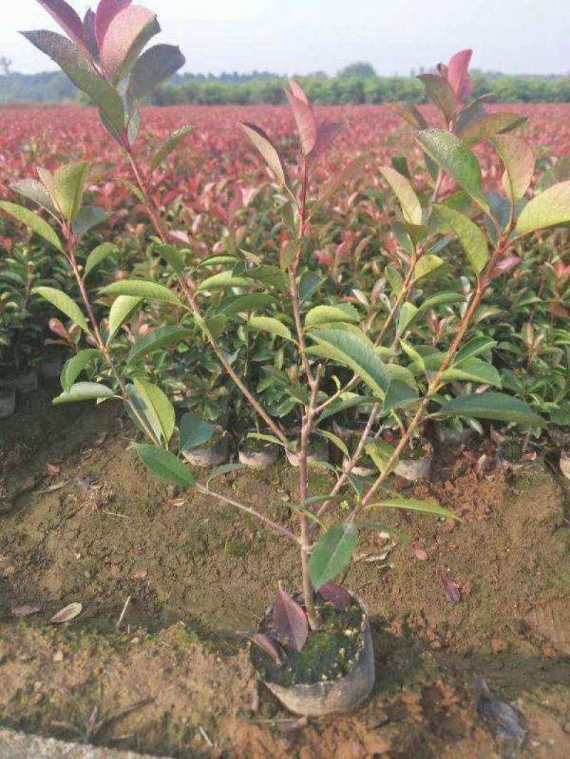 红叶石楠树四季常青庭院工程绿化苗木树苗花园红叶石楠篱笆苗