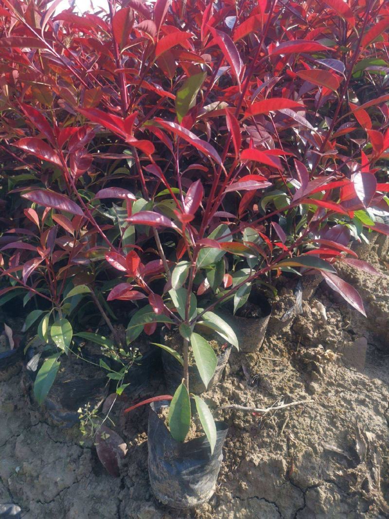 红叶石楠树四季常青庭院工程绿化苗木树苗花园红叶石楠篱笆苗