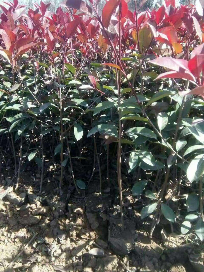红叶石楠树四季常青庭院工程绿化苗木树苗花园红叶石楠篱笆苗