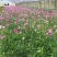 海石竹盆栽多年生宿根花卉室外阳台庭院花园植物四季常青