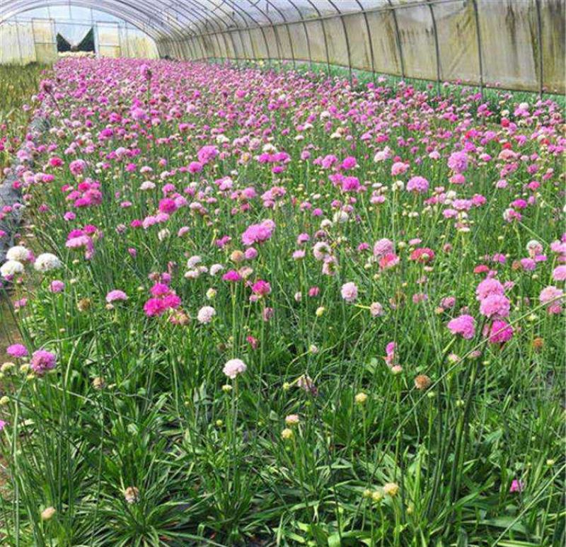 海石竹盆栽多年生宿根花卉室外阳台庭院花园植物四季常青