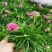 海石竹盆栽多年生宿根花卉室外阳台庭院花园植物四季常青