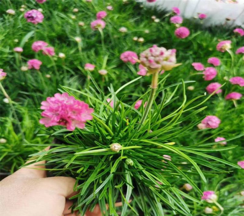 海石竹盆栽多年生宿根花卉室外阳台庭院花园植物四季常青