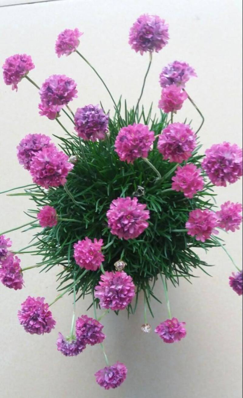 海石竹盆栽多年生宿根花卉室外阳台庭院花园植物四季常青