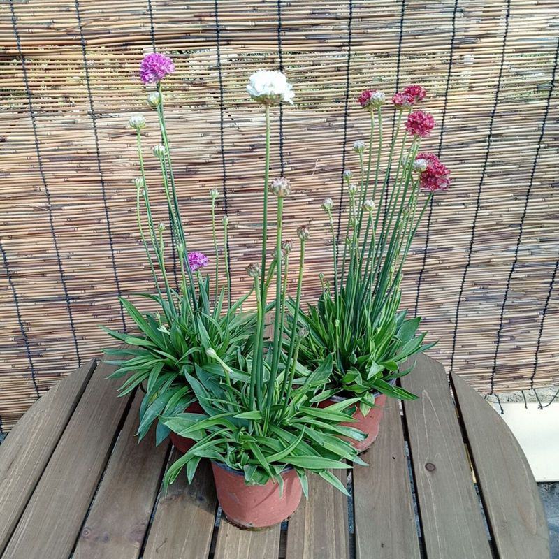 海石竹盆栽多年生宿根花卉室外阳台庭院花园植物四季常青