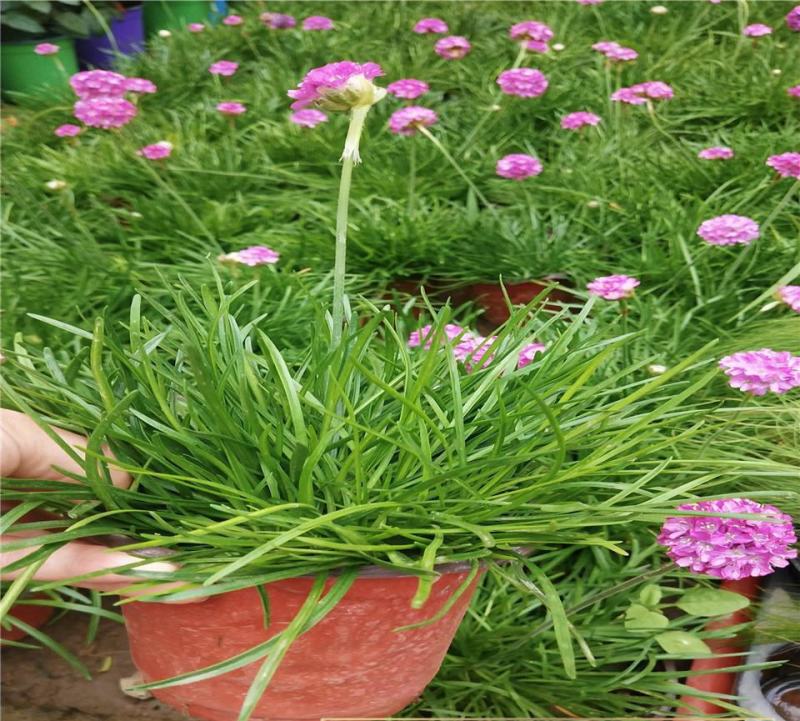 海石竹盆栽多年生宿根花卉室外阳台庭院花园植物四季常青