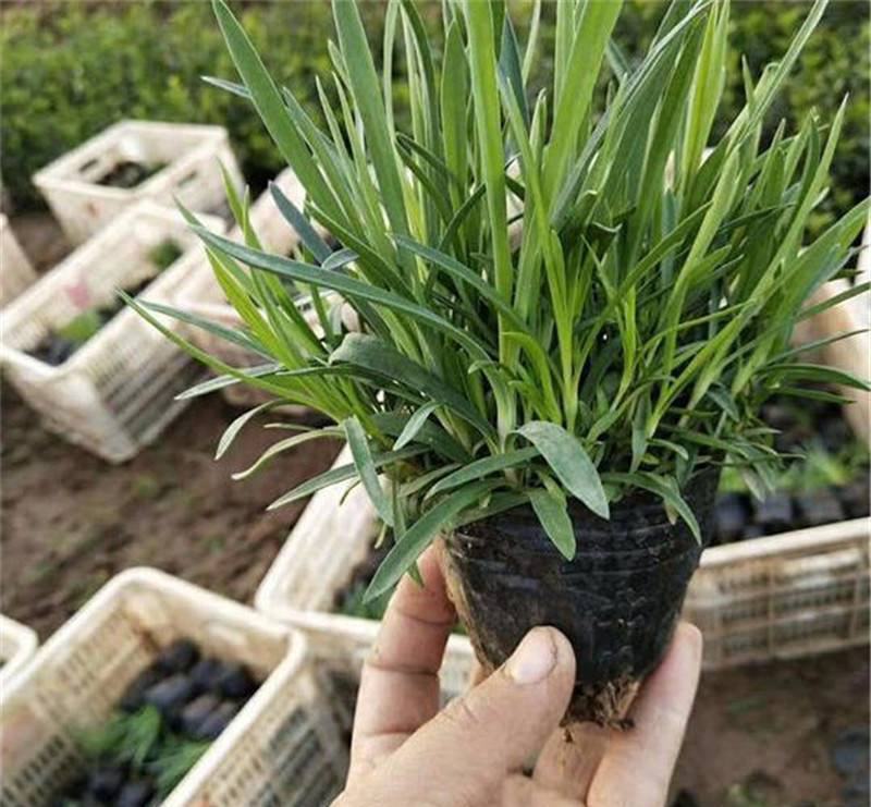 海石竹盆栽多年生宿根花卉室外阳台庭院花园植物四季常青