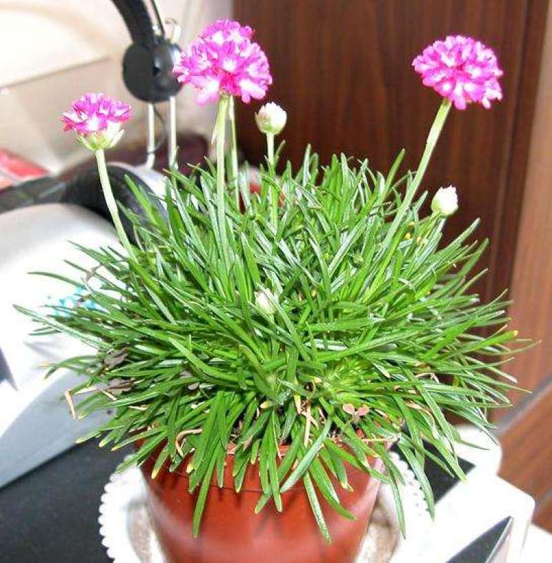 海石竹盆栽多年生宿根花卉室外阳台庭院花园植物四季常青