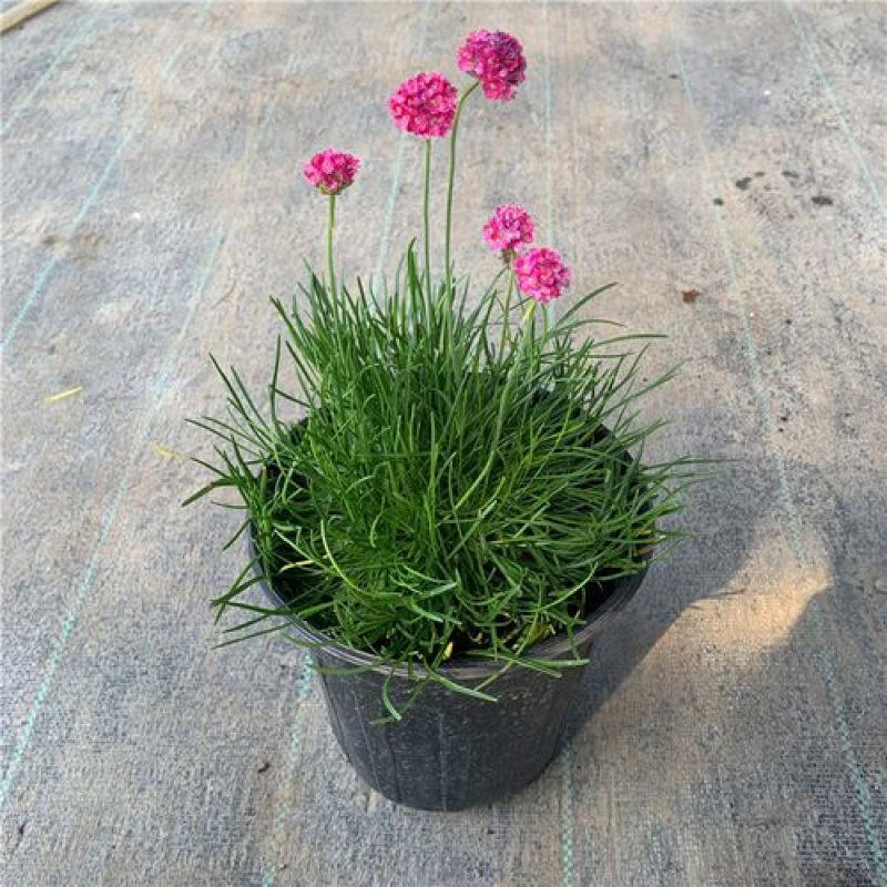 海石竹盆栽多年生宿根花卉室外阳台庭院花园植物四季常青