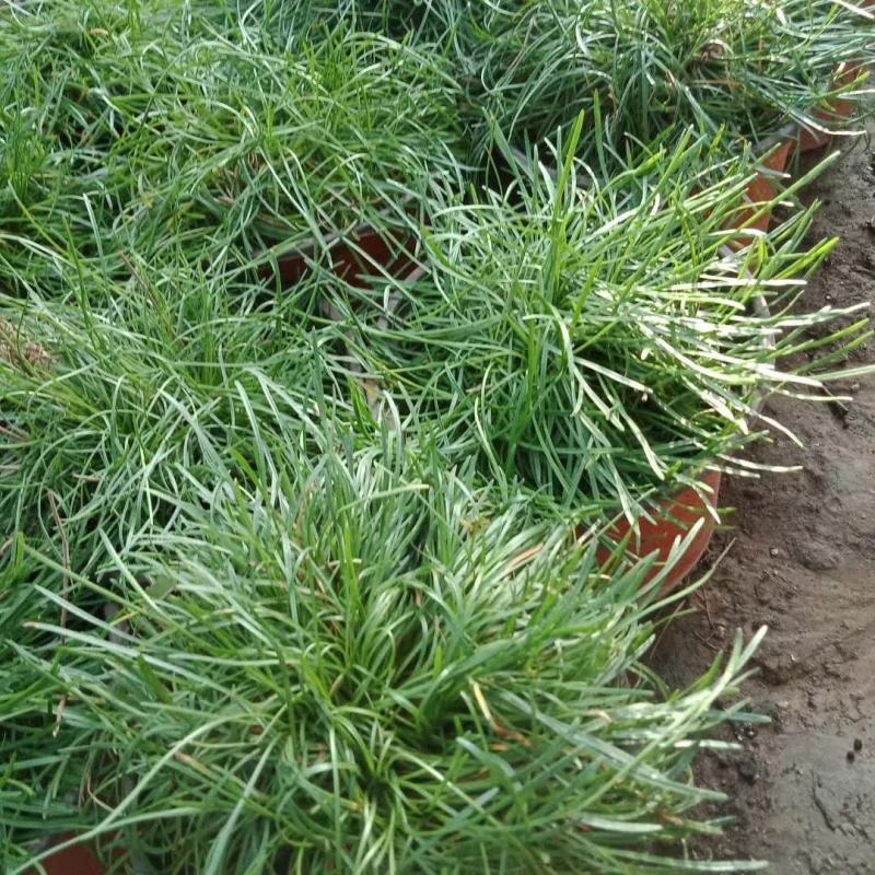 海石竹盆栽多年生宿根花卉室外阳台庭院花园植物四季常青