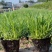海石竹盆栽多年生宿根花卉室外阳台庭院花园植物四季常青