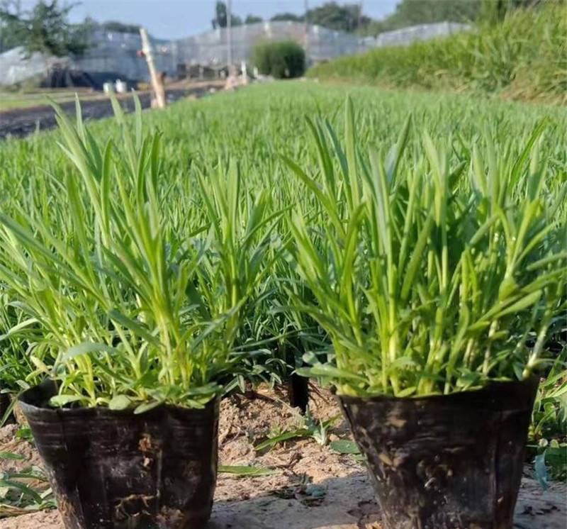 海石竹盆栽多年生宿根花卉室外阳台庭院花园植物四季常青